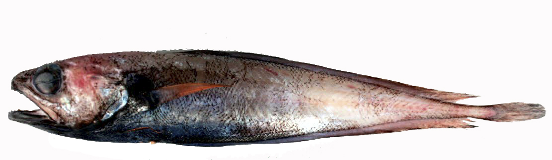 Gadella maraldi_077771